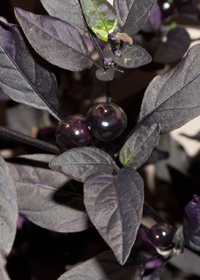 Capsicum annuum 'Black Pearl'